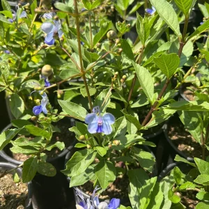 Clerodendrum Ugandense Live Plant - Pale Blue Flowers, 1ft Tall, 6