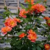 Climbing Rose Live Plant - Emberays® Orange Blooms, 4 inch Pot, Outdoor - Image 1