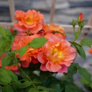 Climbing Rose Live Plant - Emberays® Orange Blooms, 4 inch Pot, Outdoor - Image 2