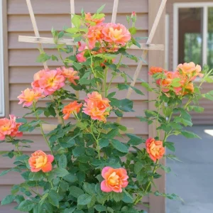 Climbing Rose Live Plant - Emberays® Orange Blooms, 4 inch Pot, Outdoor - Image 3