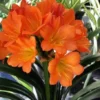 Clivia Miniata Live Plant – Bush Lily – Flowering Houseplant – 6 inch Pot - Image 1