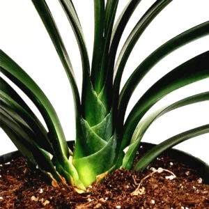 Clivia Miniata Live Plant – Bush Lily – Flowering Houseplant – 6 inch Pot - Image 2