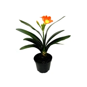 Clivia Miniata Live Plant – Bush Lily – Flowering Houseplant – 6 inch Pot - Image 3