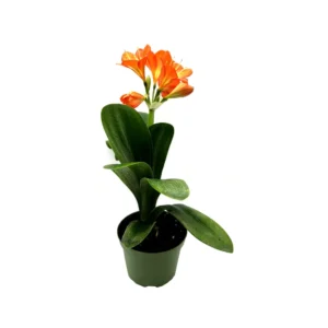 Clivia Miniata Live Plant – Bush Lily – Flowering Houseplant – 6 inch Pot - Image 4