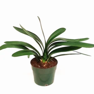 Clivia Miniata Live Plant – Bush Lily – Flowering Houseplant – 6 inch Pot - Image 5
