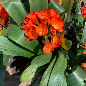 Clivia Orange Live Plant - 4-6 Leaves, 6 inch Pot - Indoor/Outdoor - Image 1