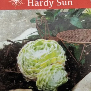 Cobweb Hens & Chicks Live Plant – Sempervivum Arachnoideum – 2.5
