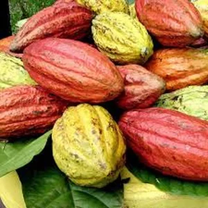 Cocoa Live Plant - Theobroma Cacao in 1 Gallon Pot - Indoor/Outdoor - Image 2