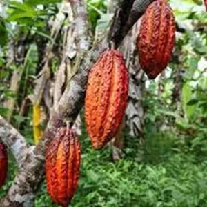 Cocoa Live Plant - Theobroma Cacao in 1 Gallon Pot - Indoor/Outdoor - Image 3