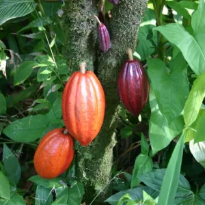 Cocoa Live Plant - Theobroma Cacao in 1 Gallon Pot - Indoor/Outdoor - Image 4
