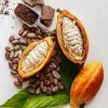 Cocoa Live Plant - Theobroma Cacao in 1 Gallon Pot - Indoor/Outdoor - Image 1