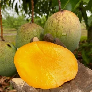 Coconut Cream Grafted Mango Live Plant - 12-18" Tall Tropical Fruit Tree - Image 2