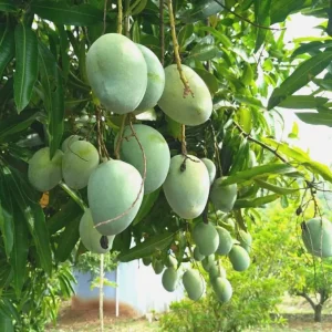 Coconut Cream Grafted Mango Live Plant - 12-18