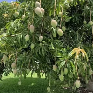 Coconut Cream Grafted Mango Live Plant - 12-18