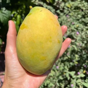 Coconut Cream Grafted Mango Live Plant - 12-18