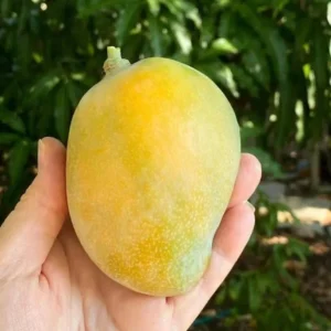 Coconut Cream Grafted Mango Live Plant - 12-18