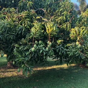 Coconut Cream Grafted Mango Live Plant - 12-18