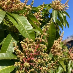 Coconut Cream Grafted Mango Live Plant - 12-18