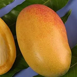 Coconut Cream Mango Tree Live Plant – Grafted, 1-2 ft Tall, 3 Gallon Pot - Image 1