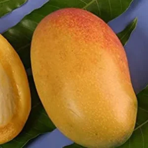 Coconut Cream Mango Tree Live Plant - Grafted, 1 Foot Tall, in 6" Pot - Image 1