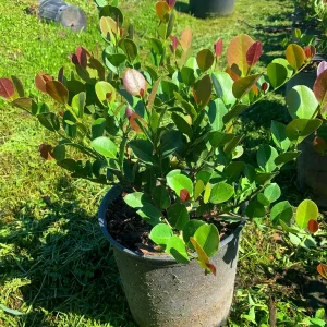 Cocoplum Red Tip Live Plant, 3 Gallon Pot, Evergreen Shrub for Hedges - Image 2