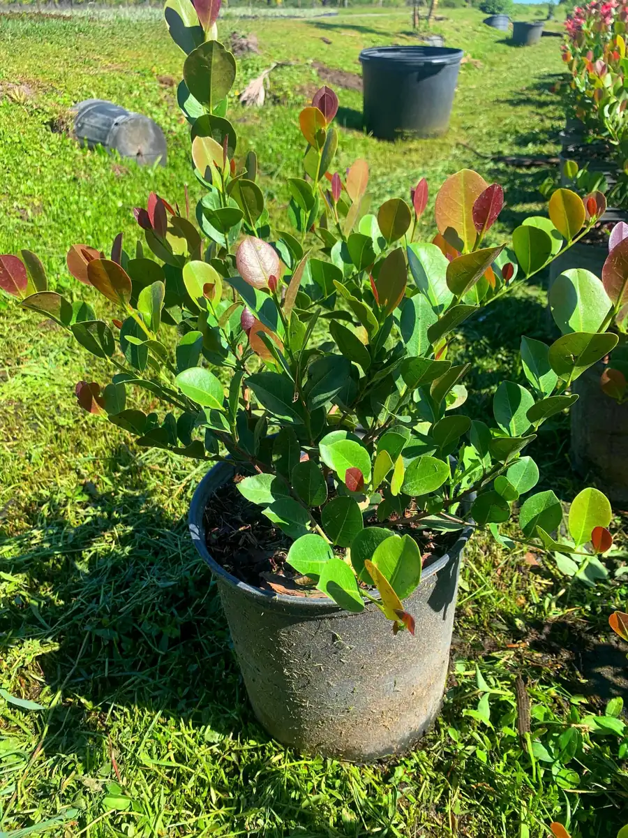 Cocoplum Red Tip Live Plant, 3 Gallon Pot, Evergreen Shrub for Hedges - Image 2