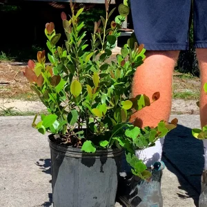 Cocoplum Red Tip Live Plant, 3 Gallon Pot, Evergreen Shrub for Hedges - Image 3