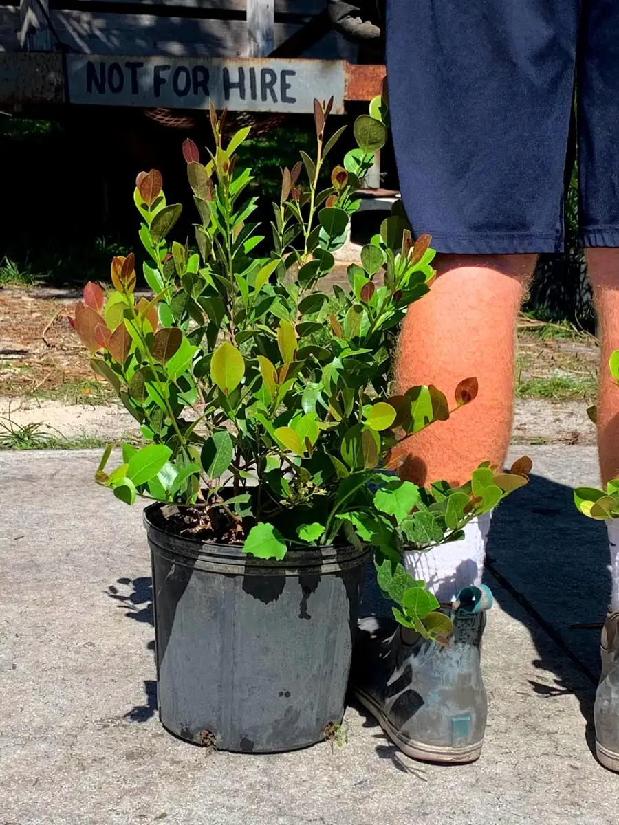 Cocoplum Red Tip Live Plant, 3 Gallon Pot, Evergreen Shrub for Hedges - Image 3