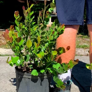 Cocoplum Red Tip Live Plant, 3 Gallon Pot, Evergreen Shrub for Hedges - Image 1