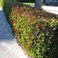 Cocoplum Red Tip Live Plant, 3 Gallon Pot, Evergreen Shrub for Hedges - Image 4