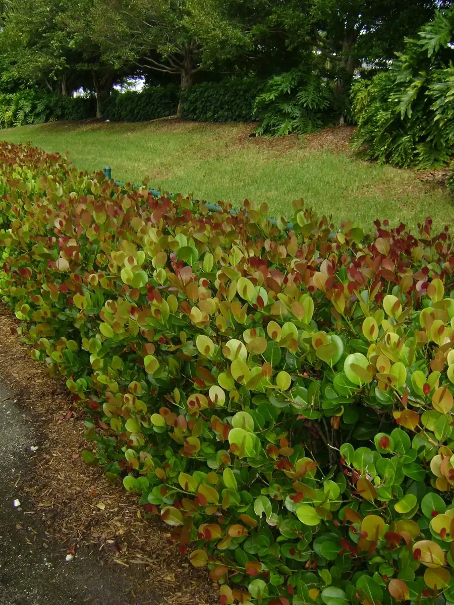 Cocoplum Red Tip Live Plant, 3 Gallon Pot, Evergreen Shrub for Hedges - Image 5