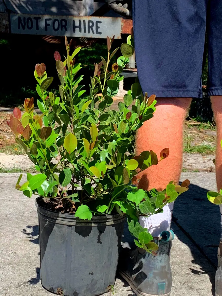 Cocoplum Red Tip Live Plant, 3 Gallon Pot, Evergreen Shrub for Hedges - Image 1