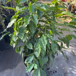 Coffee Tree - Arabica Live Plant – 5 Gallon Pot, 3 Feet Tall - Image 3