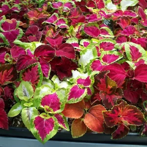 Coleus Jazz Combo Mix Seeds - 100 Seeds, Green & Purple, Indoor/Outdoor - Image 1