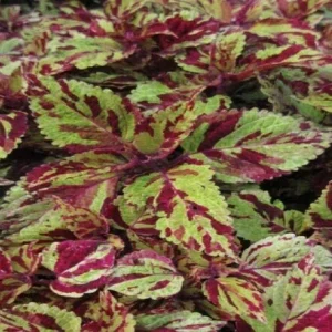 Coleus Jazz Marble Seeds - 500 Count - Green & Purple Foliage - Indoor/Outdoor - Image 2