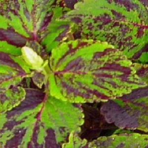 Coleus Jazz Marble Seeds - 500 Count - Green & Purple Foliage - Indoor/Outdoor - Image 1