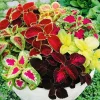 Coleus Rainbow Mix Flower Seeds – Non-GMO Annual for Indoor & Outdoor - Image 1
