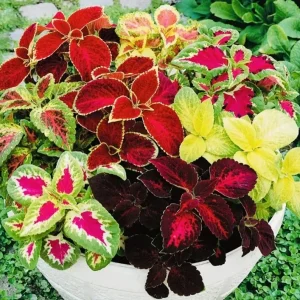 Coleus Rainbow Mix Flower Seeds - Non-GMO Annuals for Indoor & Outdoor Gardens - Image 1