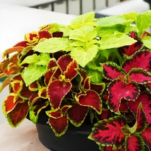 Coleus Rainbow Mix Seeds – 500 Seeds – Colorful Shade Garden Plant – Indoor & Outdoor - Image 1