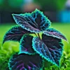 Coleus Seeds - 25+ Seeds, Rare Blue, Black & Green Foliage, Perennial - Image 1