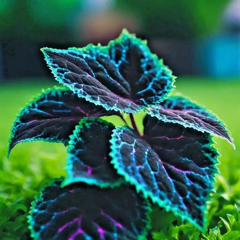 Coleus Seeds - 25+ Seeds, Rare Blue, Black & Green Foliage, Perennial - Image 1