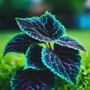 Coleus Seeds – Rare Blue, Black & Green Foliage – 20 Seeds – Perennial – Indoor/Outdoor - Image 2