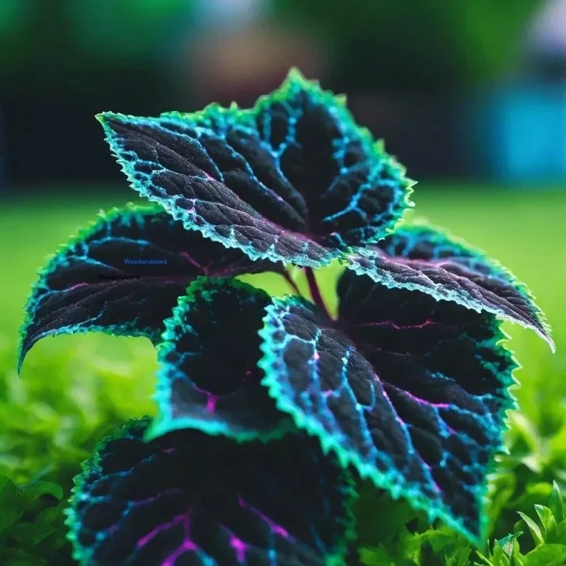 Coleus Seeds – Rare Blue, Black & Green Foliage – 20 Seeds – Perennial – Indoor/Outdoor - Image 2