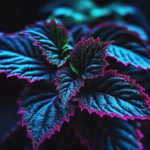 Coleus Seeds – Rare Blue, Black & Green Foliage – 20 Seeds – Perennial – Indoor/Outdoor - Image 3