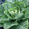 Collard Seeds - Georgia Southern, Morris Heading, Vates Mix - Vegetable Seeds - Image 1