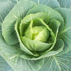 Collard Seeds - Georgia Southern, Morris Heading, Vates Mix - Vegetable Seeds - Image 3