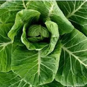 Collard Seeds - Georgia Southern, Morris Heading, Vates Mix - Vegetable Seeds - Image 7