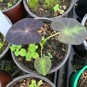 Colocasia Black Beauty Live Plant - Elephant Ear Starter, 4