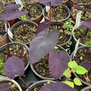 Colocasia Black Coral Live Plant – 4 inch Pot – Indoor/Outdoor Foliage - Image 2