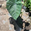Colocasia 'Black Magic' Elephant Ear Live Plant - 6" Pot, 1-2 ft Tall, Purple-Black Foliage - Image 1